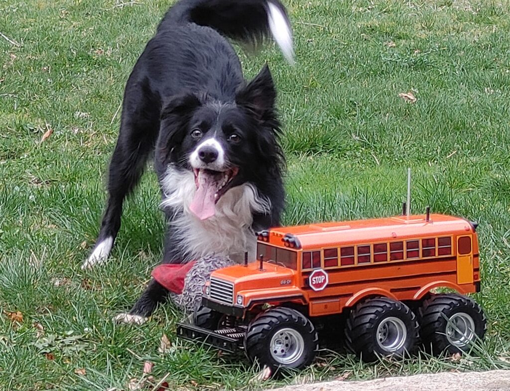 Black and white border collie with a large orange bus RC car with 6 wheels